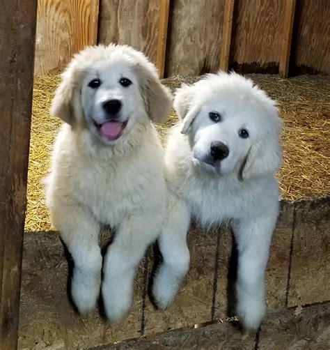 great pyrenees for sale in ohio|great pyrenees puppy cost.